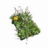 Extensief groendak met ECOSEDUM Pack Biodivers (voorgeteelde sedumtegels 60 x 40 cm) - 16,80 m²/pallet